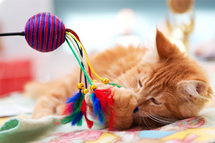 gato con juguete de pelota y plumas