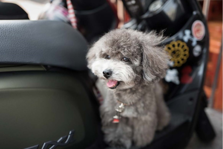 perro de viaje