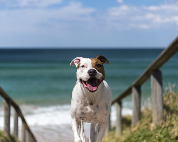 perro de vacaciones  en mar