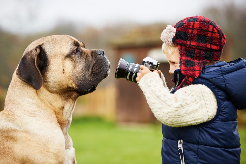 navidad perros