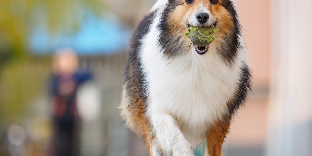 juguetes para perro