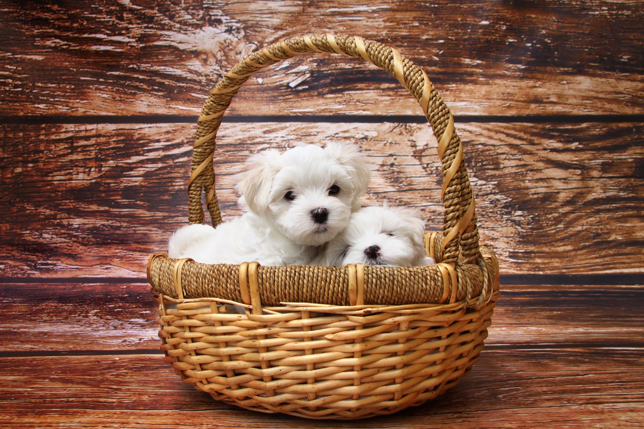 adoptar cachorros