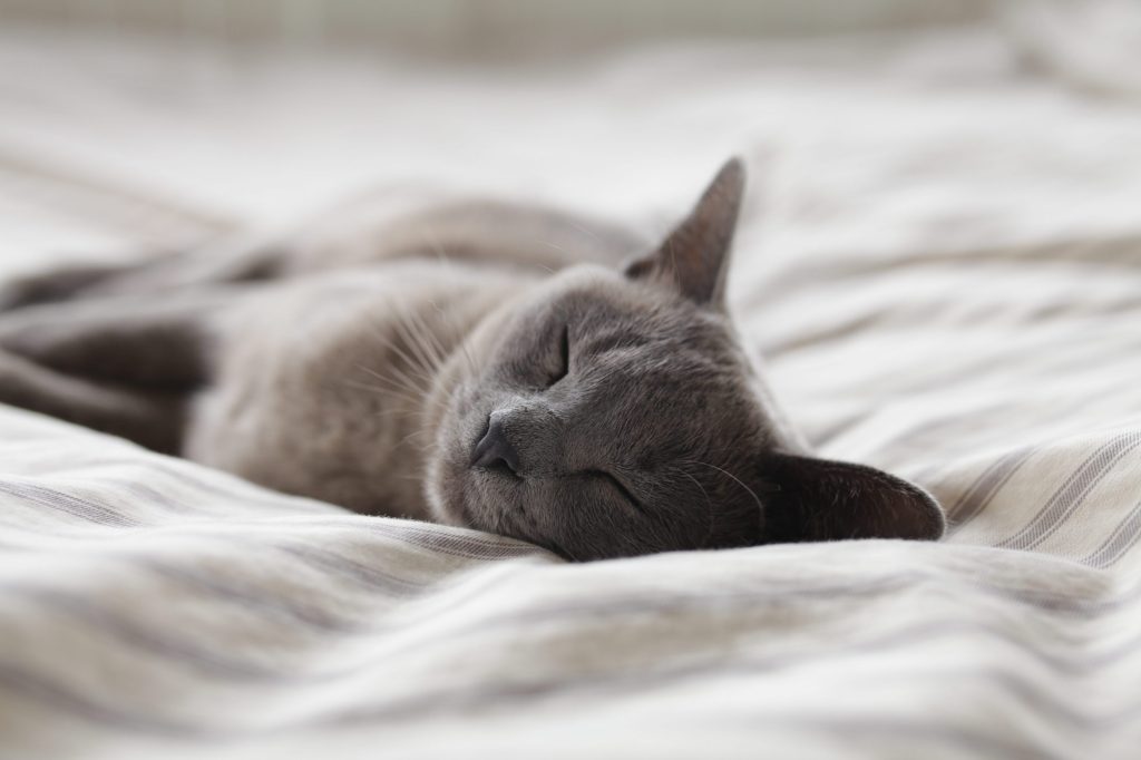 celo gato dormido