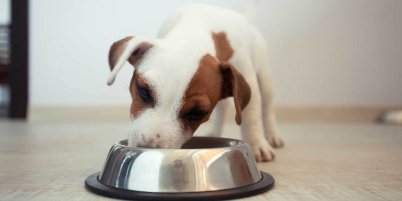 nutrición canina
