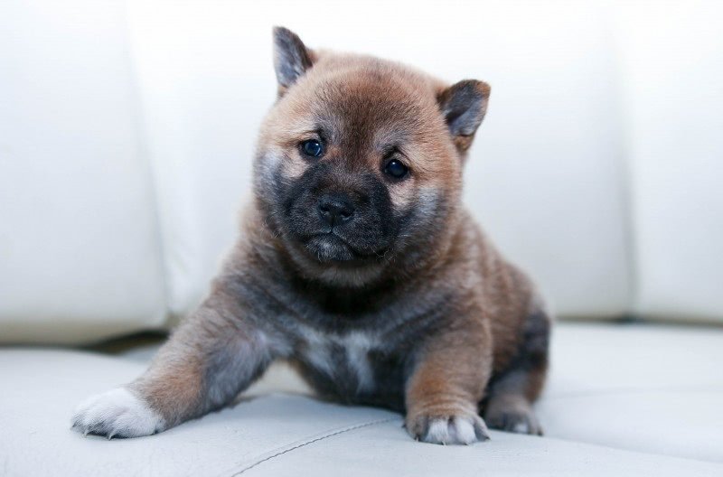 cachorro perro