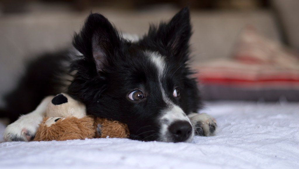 Border Collie descansa