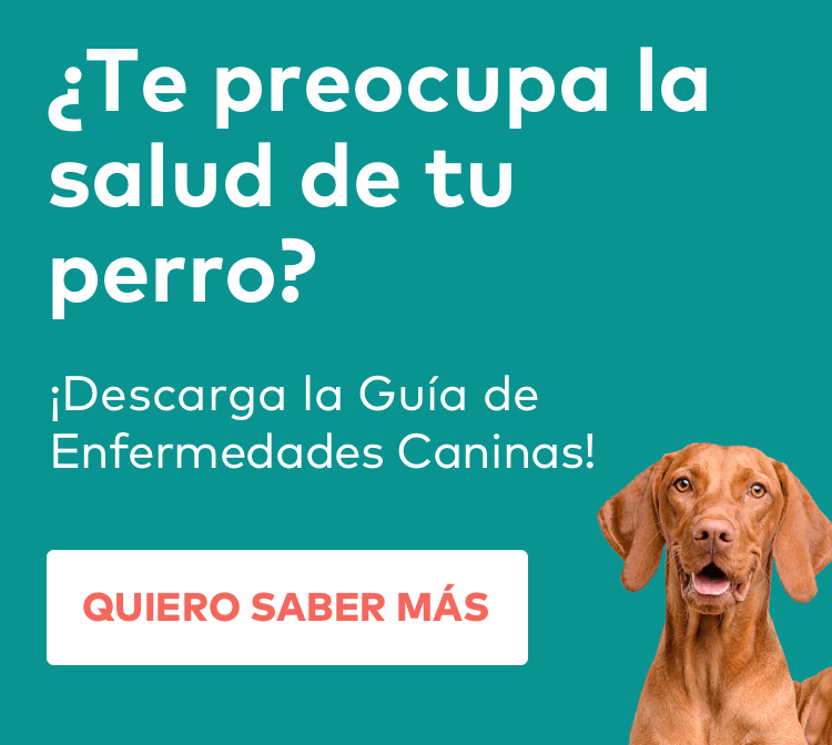 Perro con salud