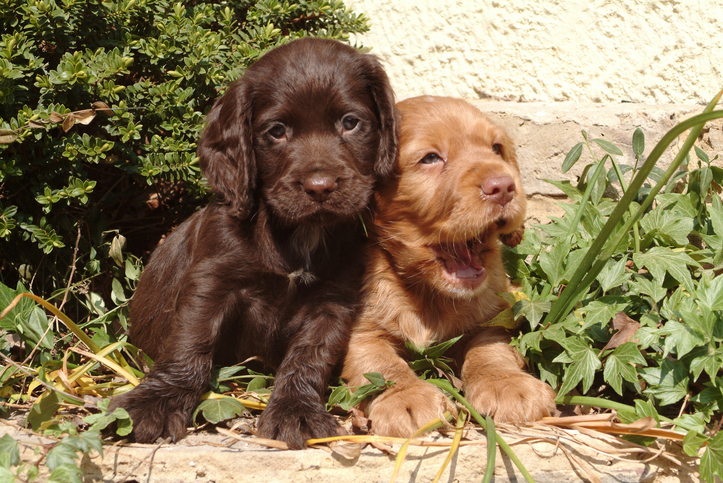 desparasitación cachorros