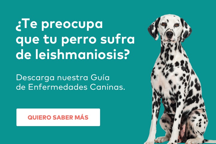 Leishmaniosis en perros