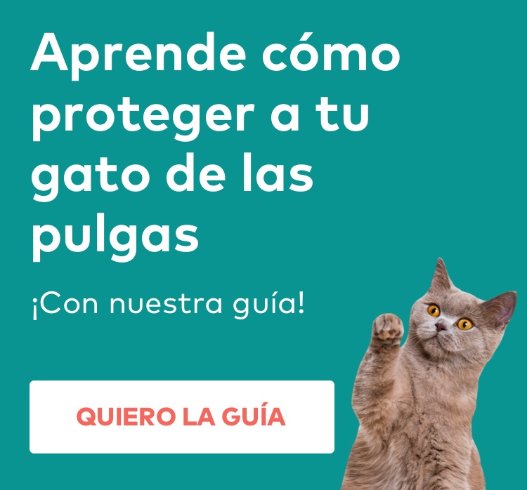 proteger gato pulgas