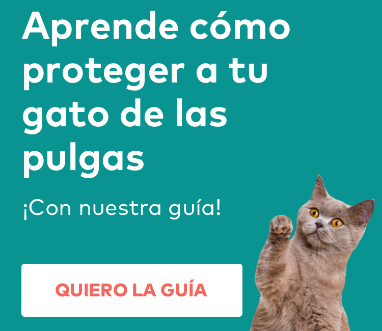 gato pulgas