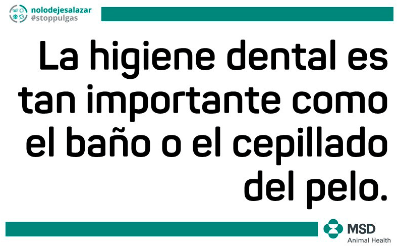 higiene dientes perro