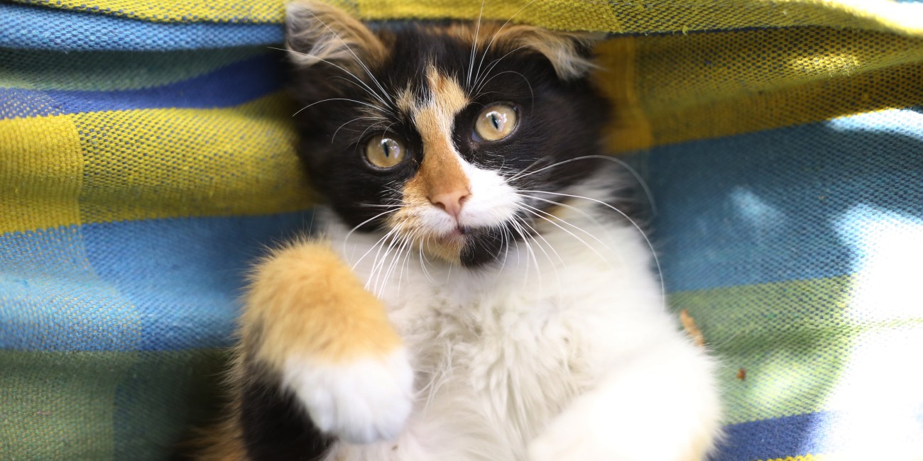 gato casero