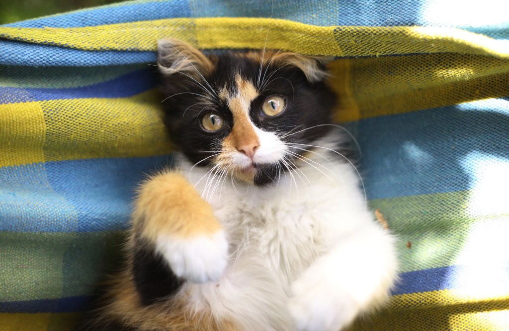 conjuntivitis en gato