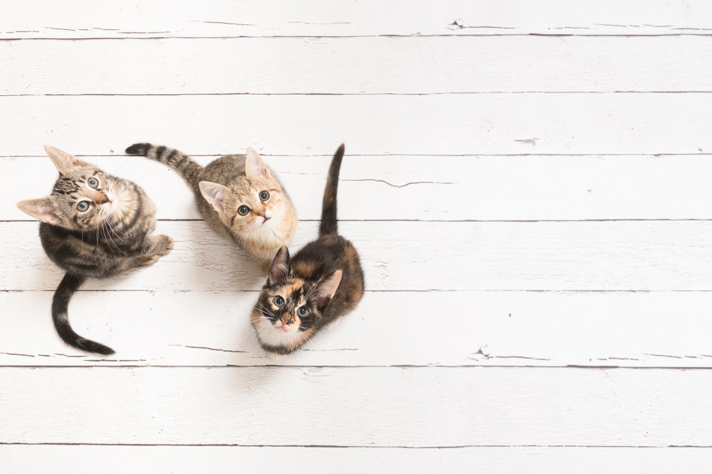 conjuntivitis en 3 gatos