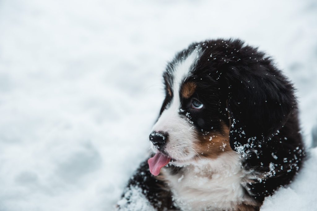 perro en el frío y nieve