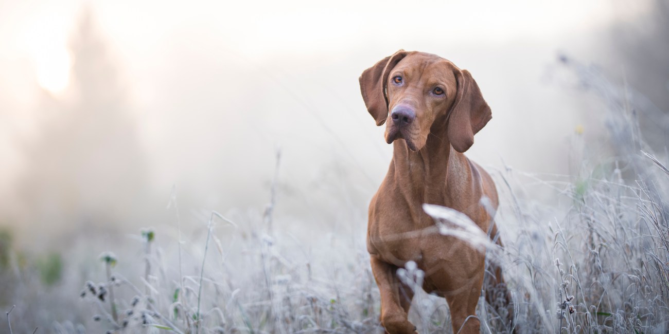 cuidado perro invierno