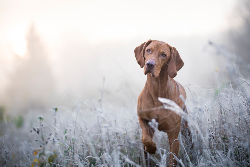 invierno mascota