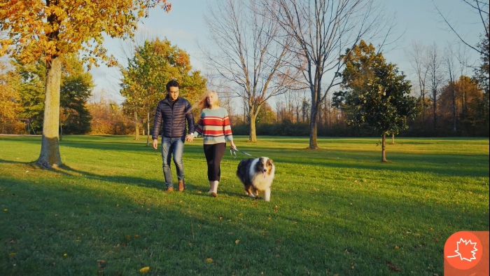 perro otoño