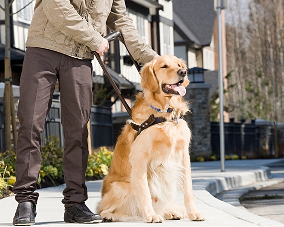 Diabetes canina perro guía