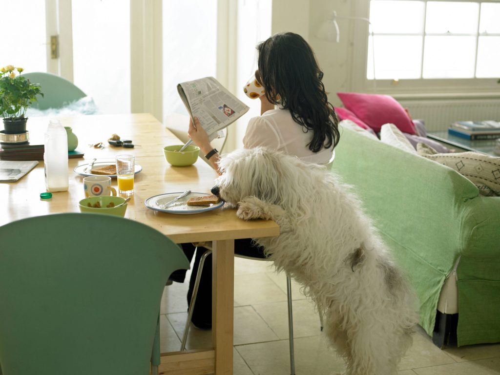 diarrea en perro blanco