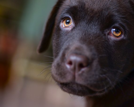 cachorro perro triste