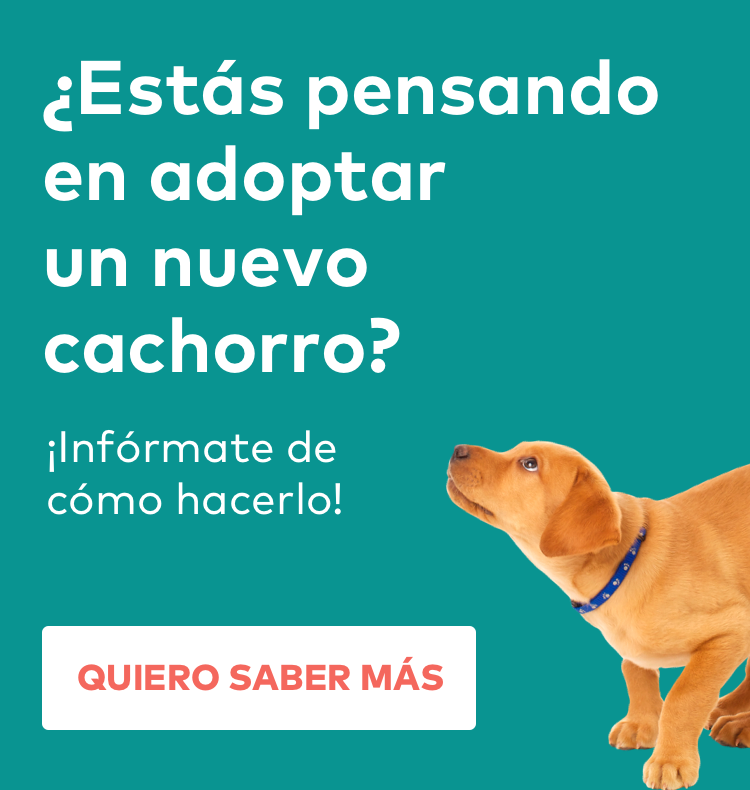 Adoptar cachorro