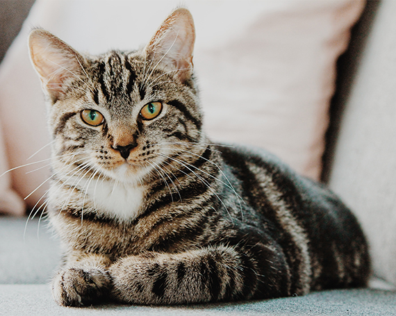 estrés felino gato gris