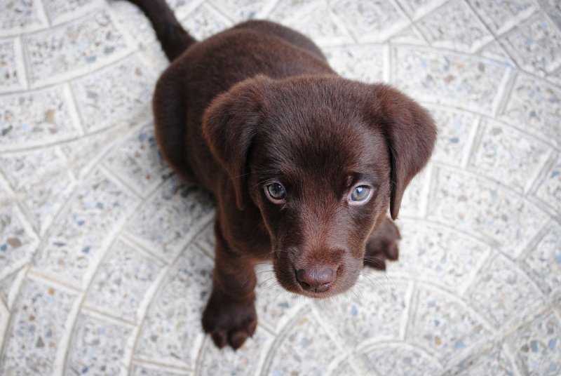 cachorro perro nos mira
