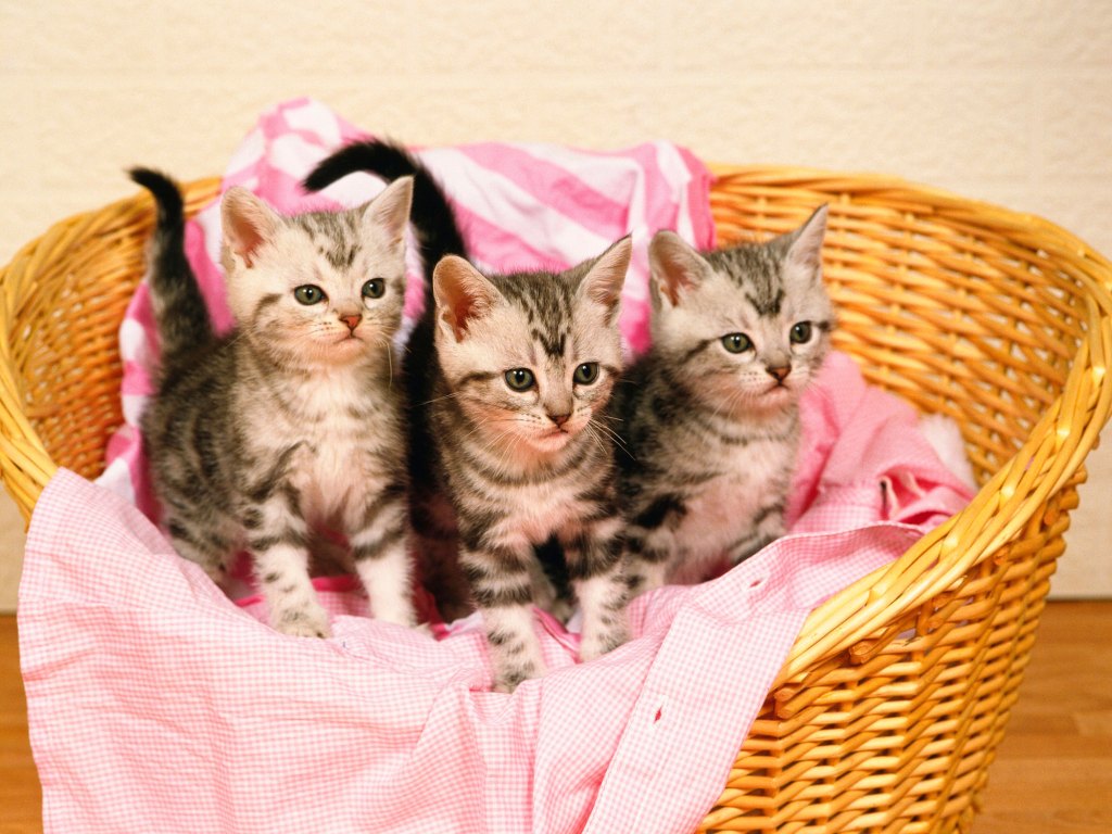 3 gatos recién nacidos