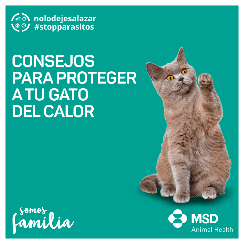 los gatos y el calor