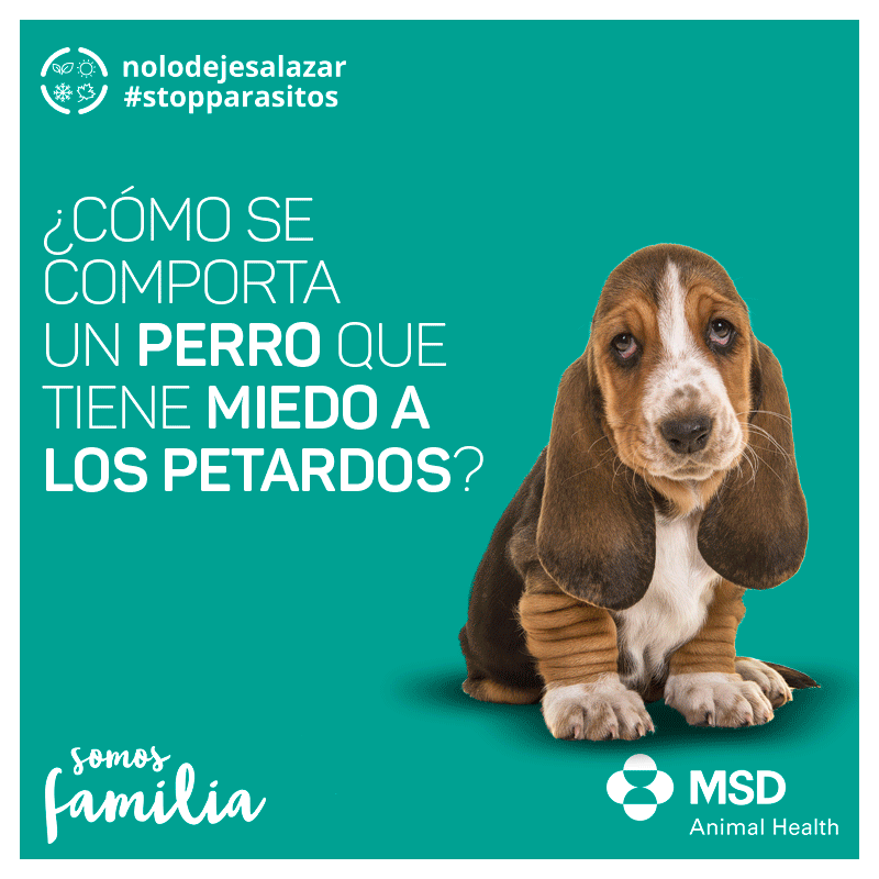 perro asustado síntomas