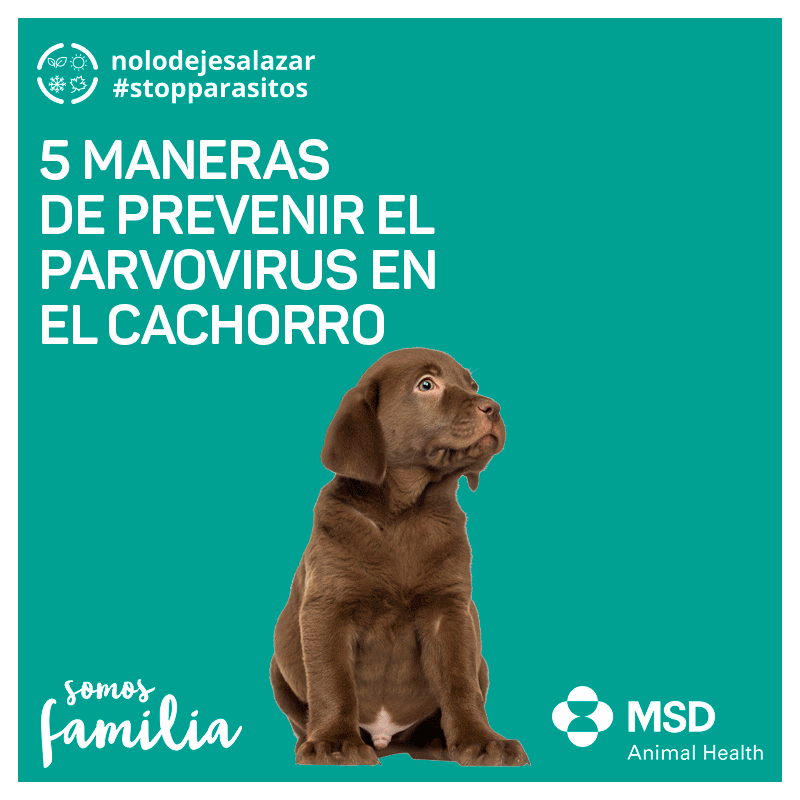parvovirus consejos perros