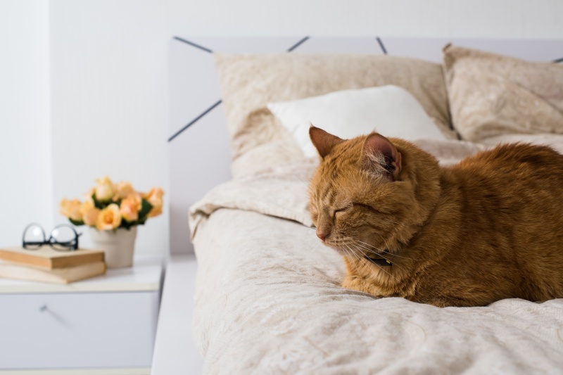 hoteles para gato