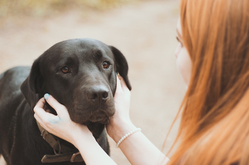 sarna canina perro con mujer