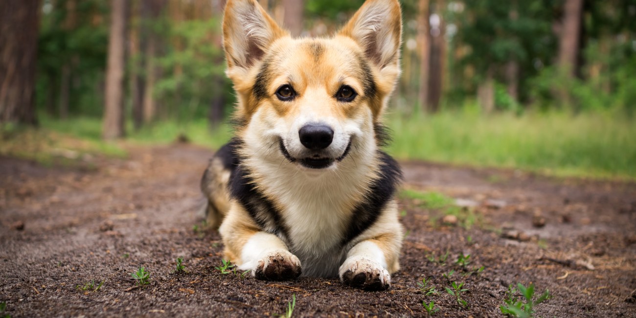 Perro breed Welsh