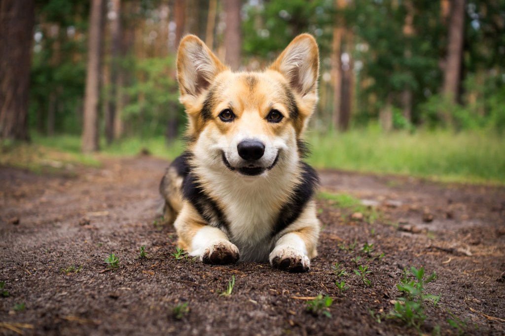 cachorro en la hierba