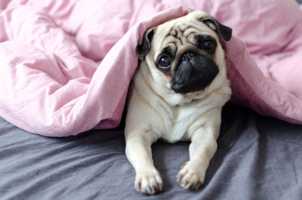 cachorro en la cama