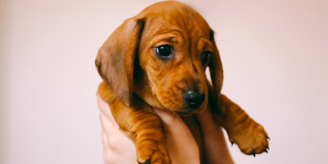 Dachshund