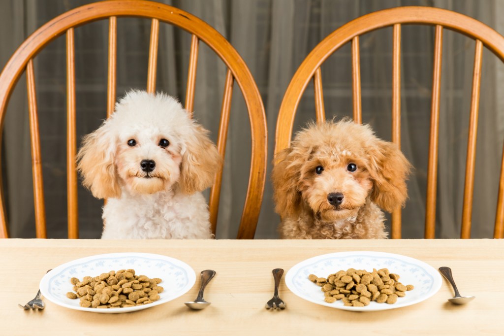 perros comiendo en la mesa