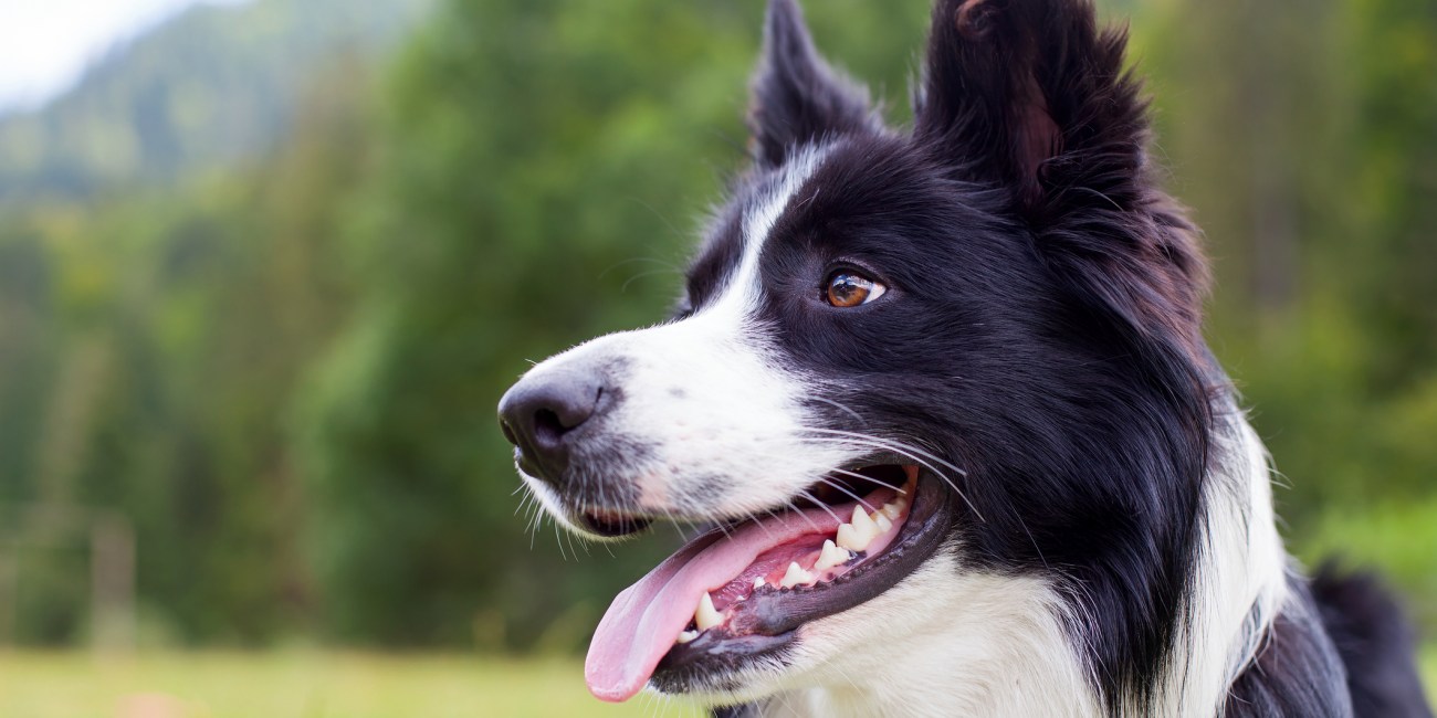 border collie