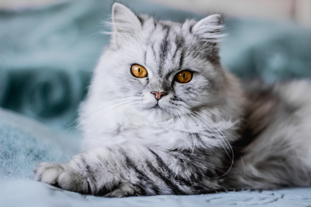 conjuntivitis en gato gris