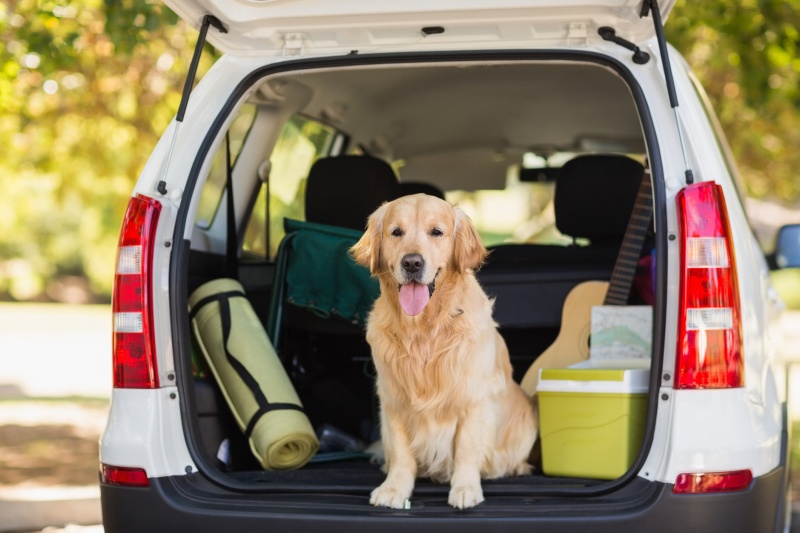 coche perro