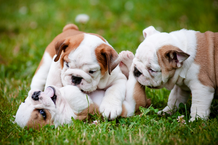 cachorros que se muerden