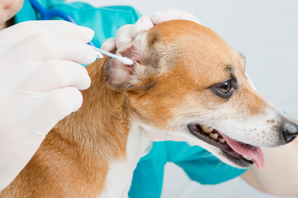 veterinario y perro con otitis