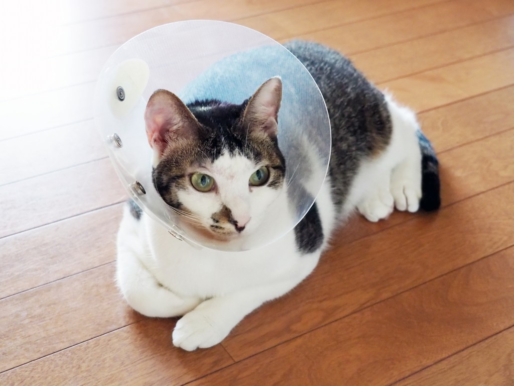 conjuntivitis en gato operado