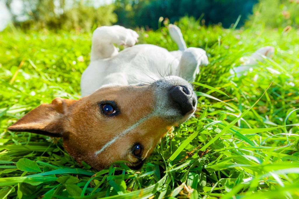 mascota en verano