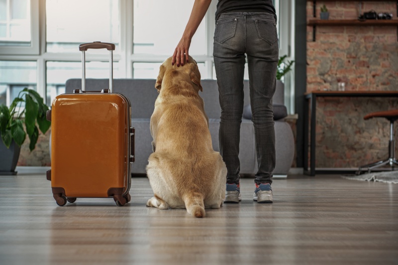 Documentación viajes mascota con dueño y maleta