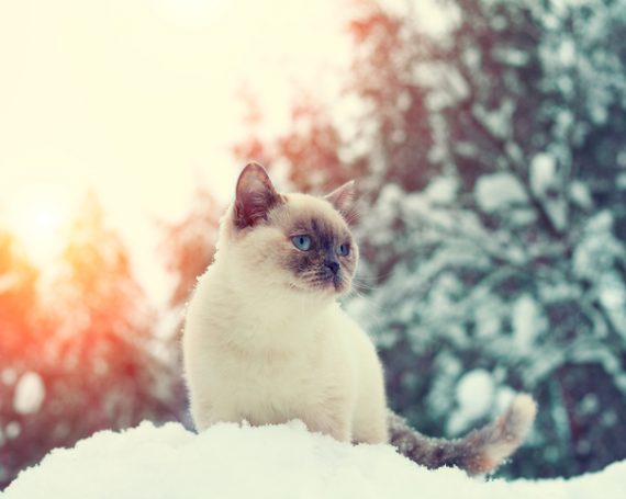 gato siamés en la nieve