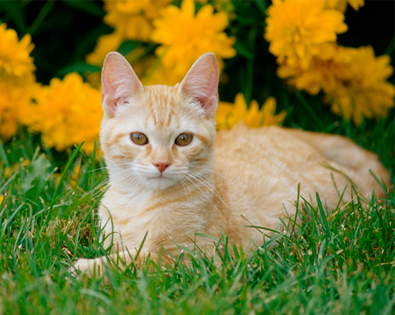 Ocio para gatos en la hierba